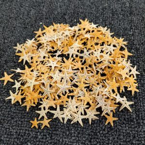 Natural Starfish Shell 10pcs